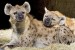 spotted_hyena_T08_0912