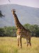 280px-Giraffe_standing
