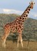 giraffe-main_1161152a