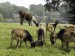 giblin-joe-san-clemente-goats-and-a-llama-graze-in-a-pasture