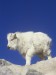 lindholm-robert-mountain-goat-young-oreamnos-americanus-rocky-mountains-north-america