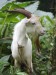 watson-camilla-goat-in-sao-tome-and-principe-africa-s-second-smallest-country